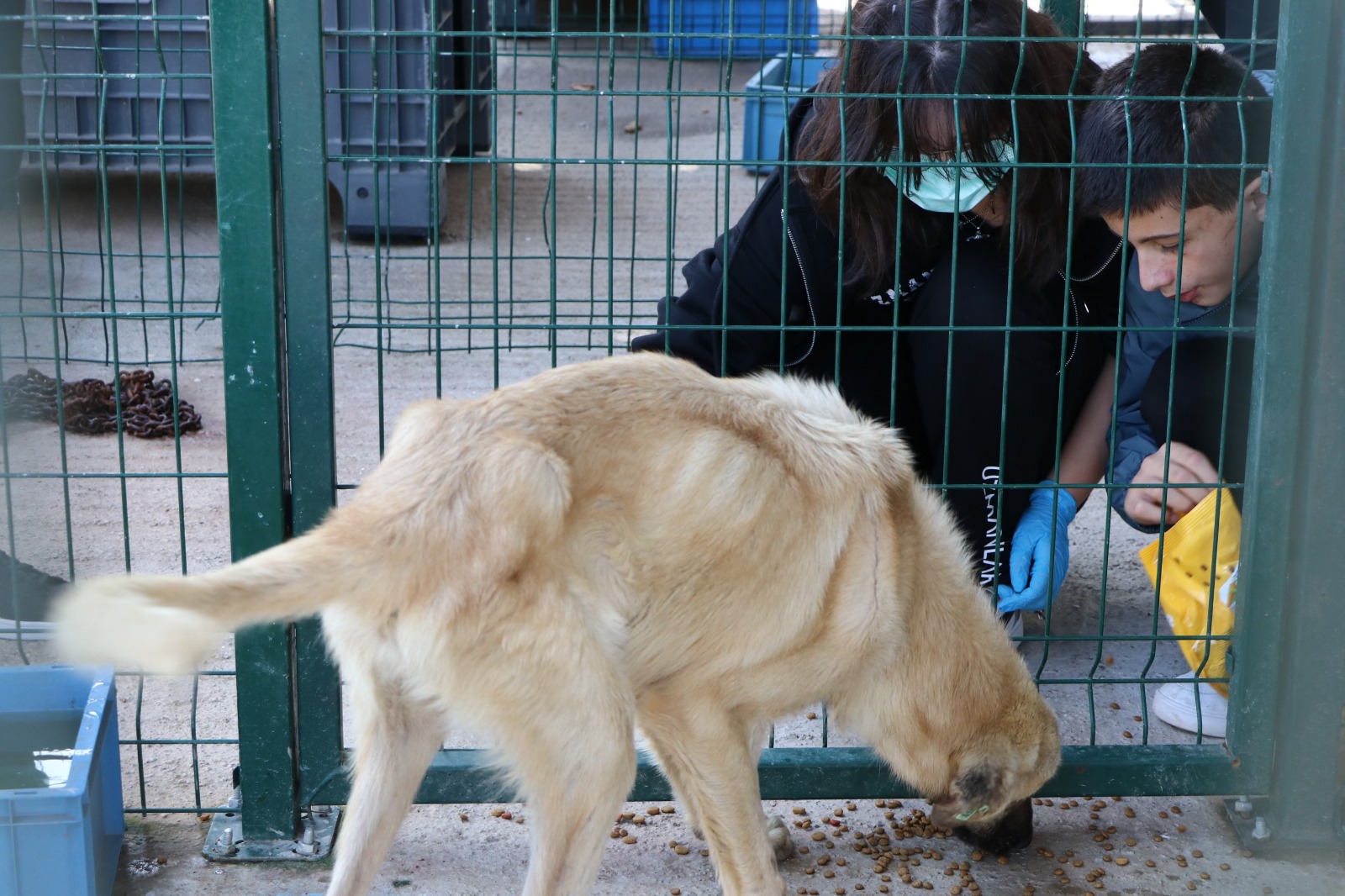 Çiftlikköy Belediyesi Can Dostlara Desteğini Sürdürüyor