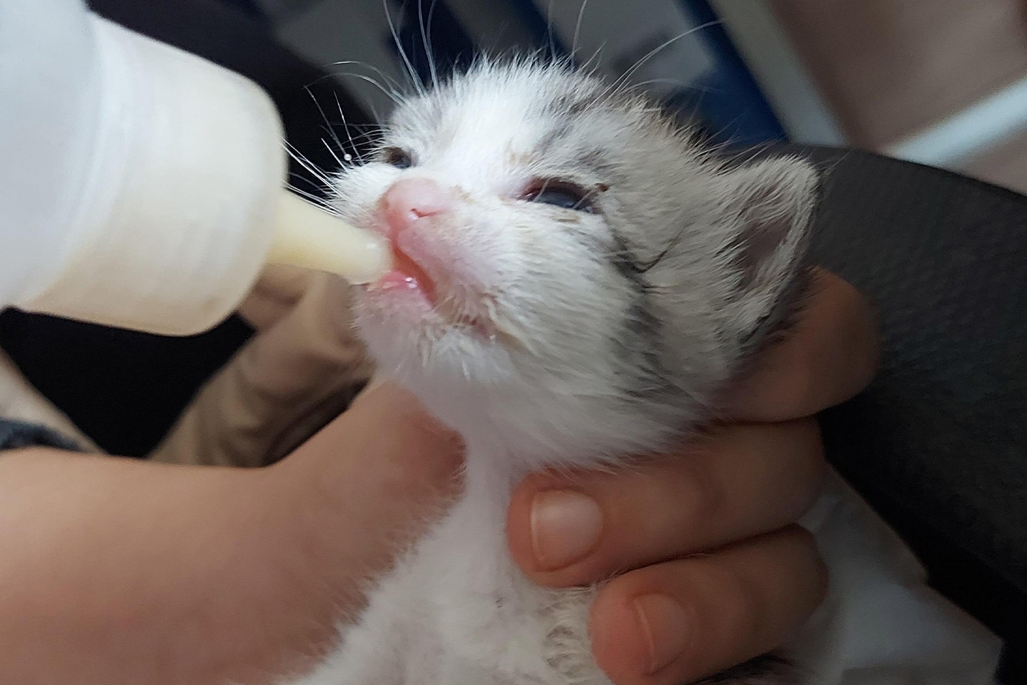 Çiftlikköy’de Sokak Hayvanları İçin Örnek İş Birliği