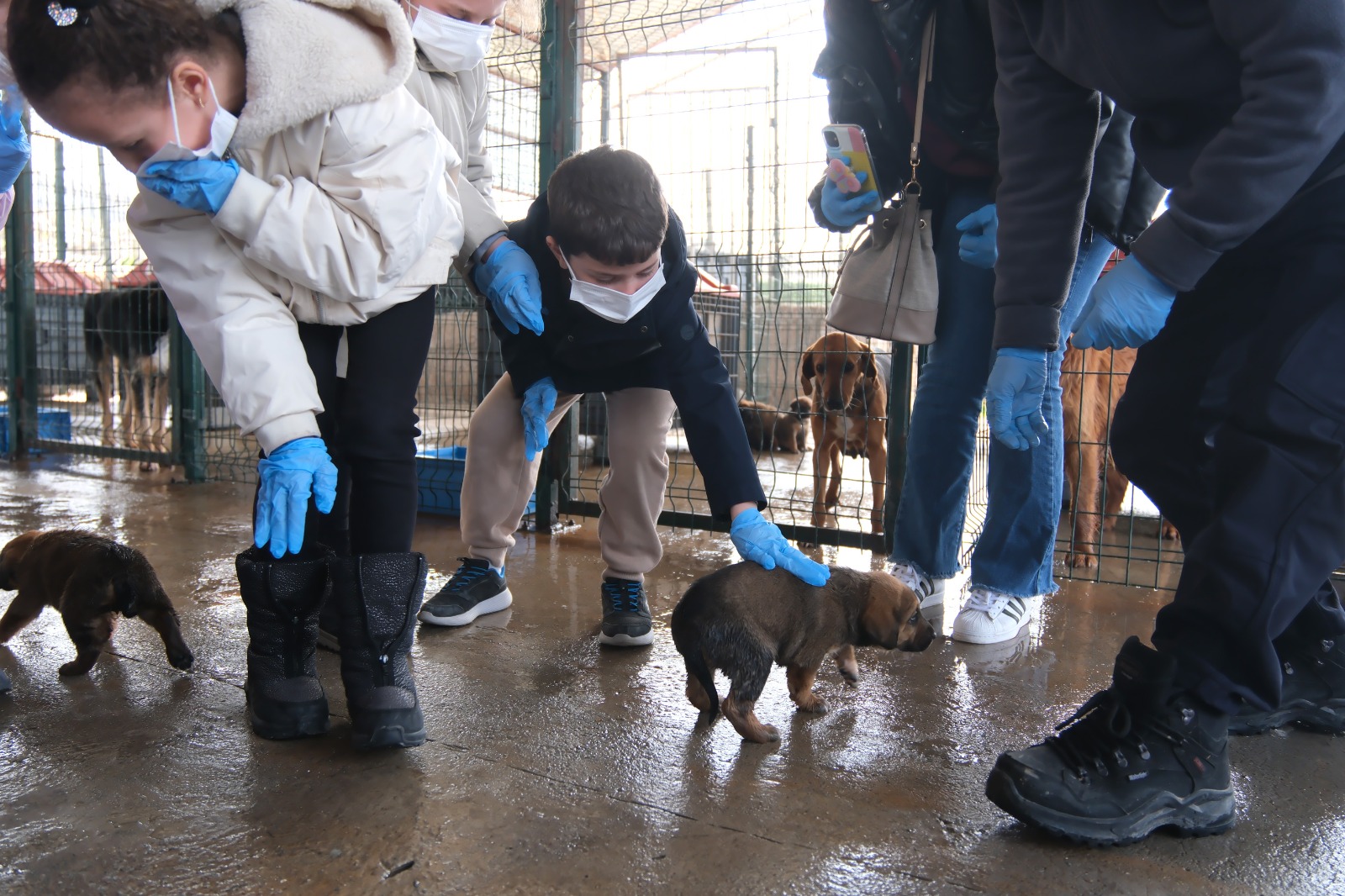 Çiftlikköy’de Sokak Hayvanları Emin Ellerde